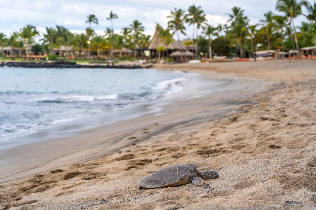 Kona Village Rosewood Resort Photos by Big Island Hawaii Photographer