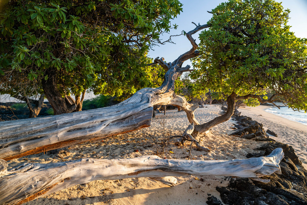 Weathered driftwood trees with twisted branches lie on a sandy beach, shaded by lush green leaves, with sunlight casting long shadows and the ocean visible to the right.