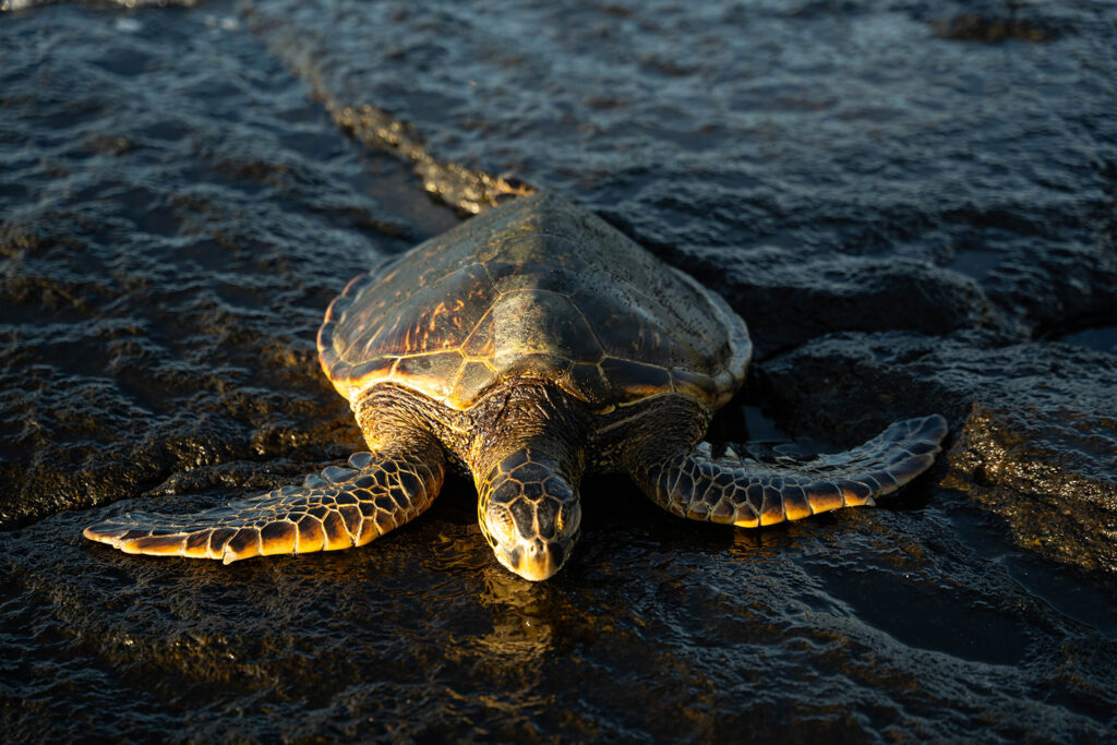hawaiian green sea turtle sunbathing at honokohau beach