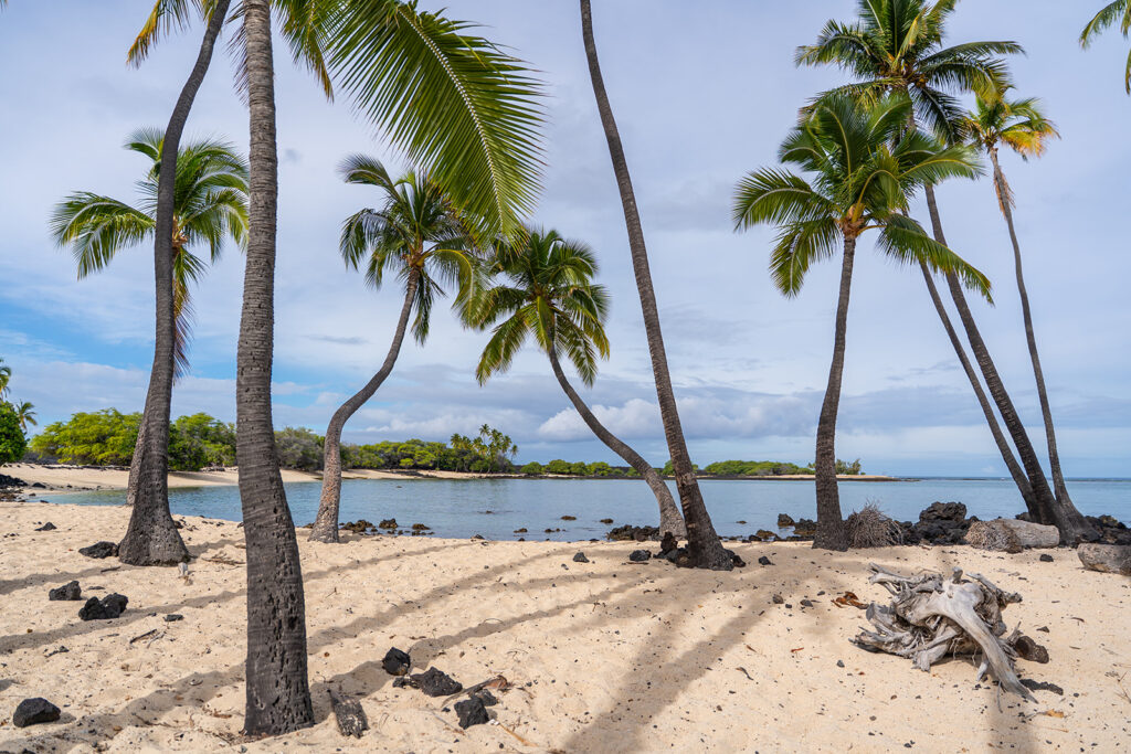 A tropical beach scene with tall palm trees casting shadows on the sandy shore, scattered black rocks, driftwood, calm blue water, and green foliage in the background under a partly cloudy sky.