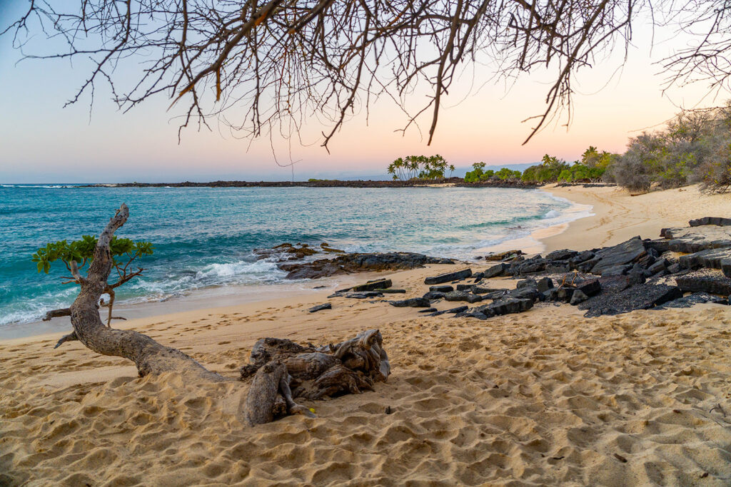 A sandy beach with scattered black rocks, driftwood, and a curved tree branch. Gentle waves meet the shore, and leafy trees are in the background under a pastel sunrise or sunset sky.