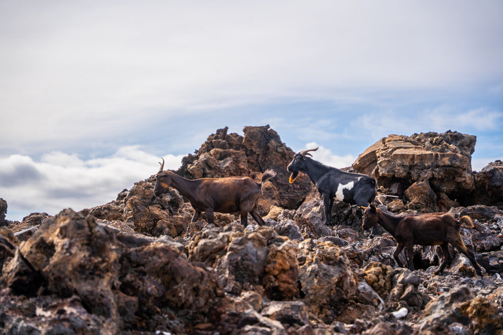 Three goats, including one black and white, walk among jagged brown volcanic rocks under a partly cloudy sky.