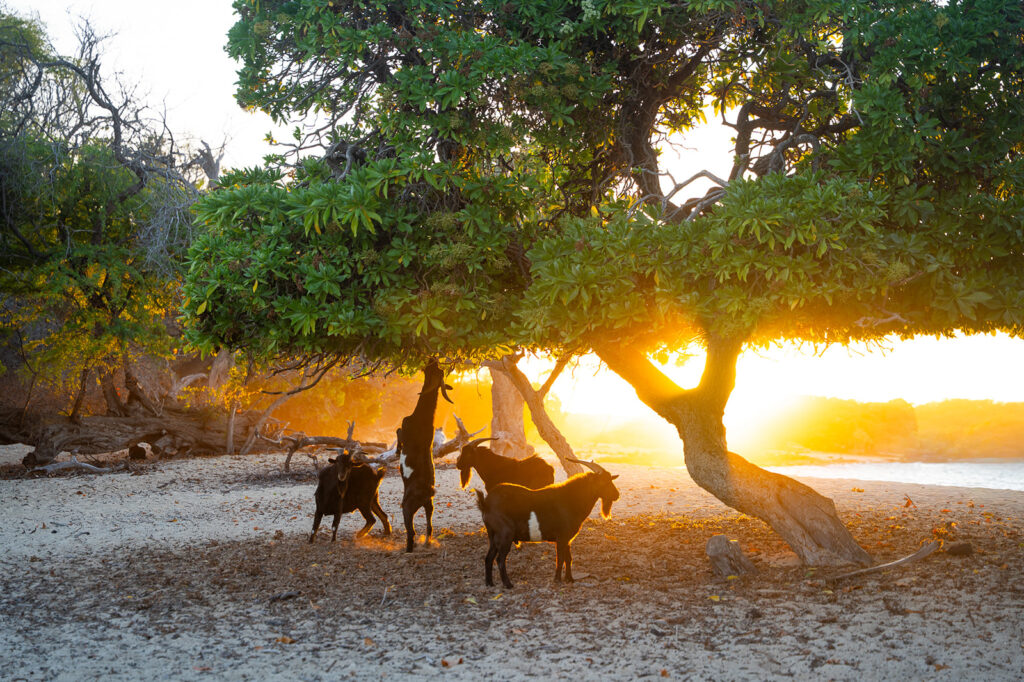 Several goats stand and graze under a large, leafy tree on a sandy beach at sunset, with warm sunlight streaming through the branches and illuminating the scene.