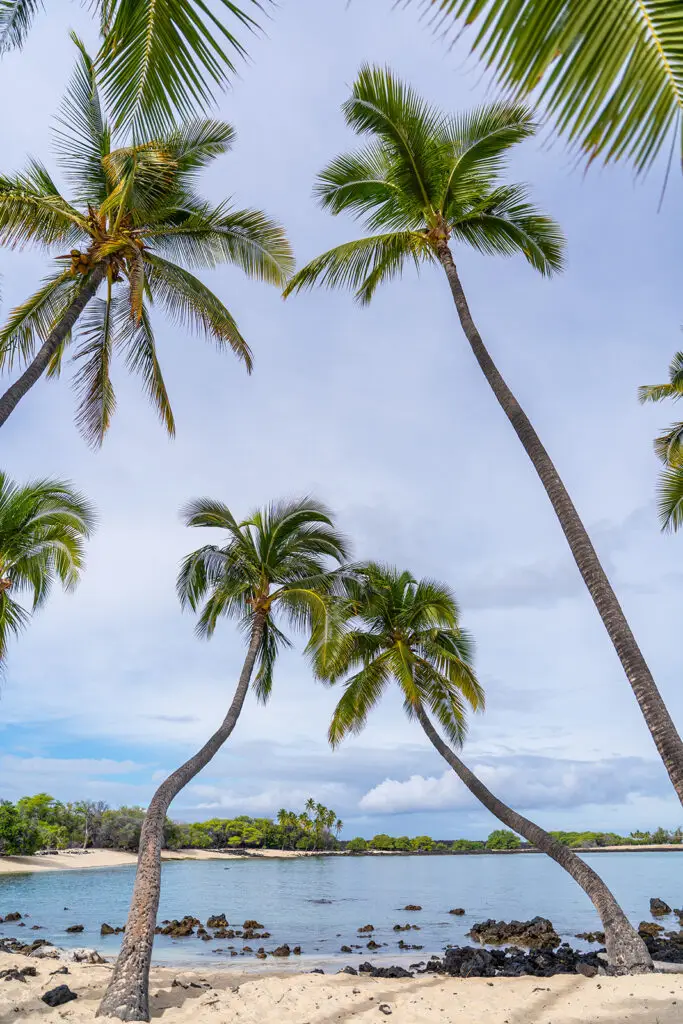 Tall palm trees lean over sandy shores with scattered rocks, overlooking calm blue water and lush trees—an ideal setting for family photos. Capture memories with a Big Island family photographer at Mahaiula Beach under a partly cloudy sky.