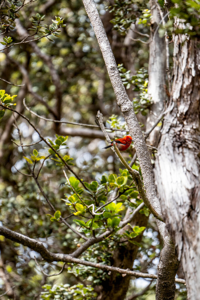 A bright red bird perched on a tree branch, surrounded by green leaves and thick tree trunks in a sunlit forest—a scene reminiscent of the wildlife you might spot while exploring Hawaii Volcanoes National Park's top things to do.