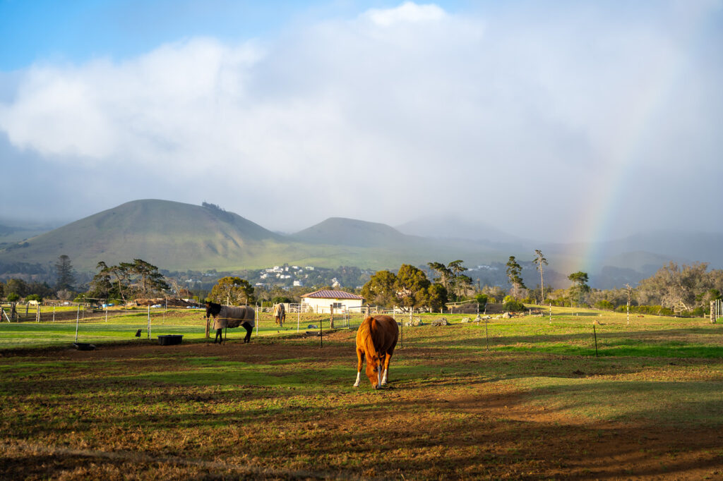 A brown cow grazes in a sunlit, fenced pasture as a horse stands nearby—an idyllic scene often enjoyed on easy half day trips Big Island, with green hills, scattered houses, and a faint rainbow under a partly cloudy sky.