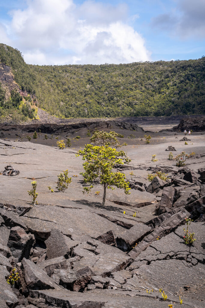A lone green tree grows amid dark volcanic rock with deep cracks, surrounded by scattered small plants; forested cliffs and a partly cloudy sky complete the scene in this Hawaii Volcanoes National Park guide.
