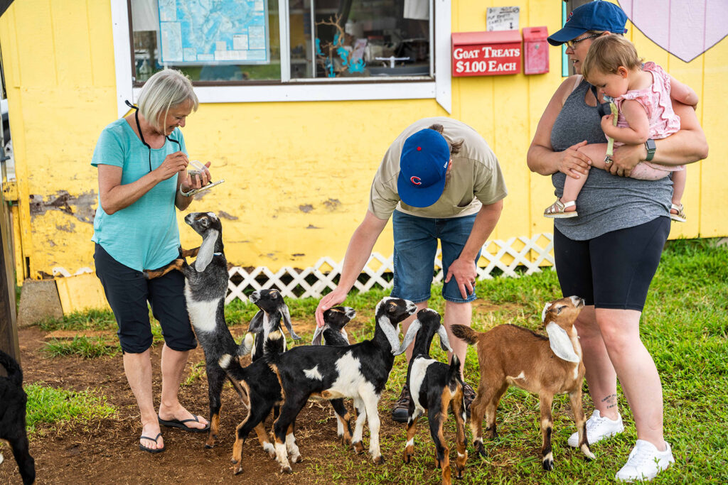 Three adults and a child enjoy feeding goats outside a yellow building at Honomu Goat Dairy Farm. This spot offers easy half day trips for families with young kids on the Big Island, with goat treats for $1.00 each.