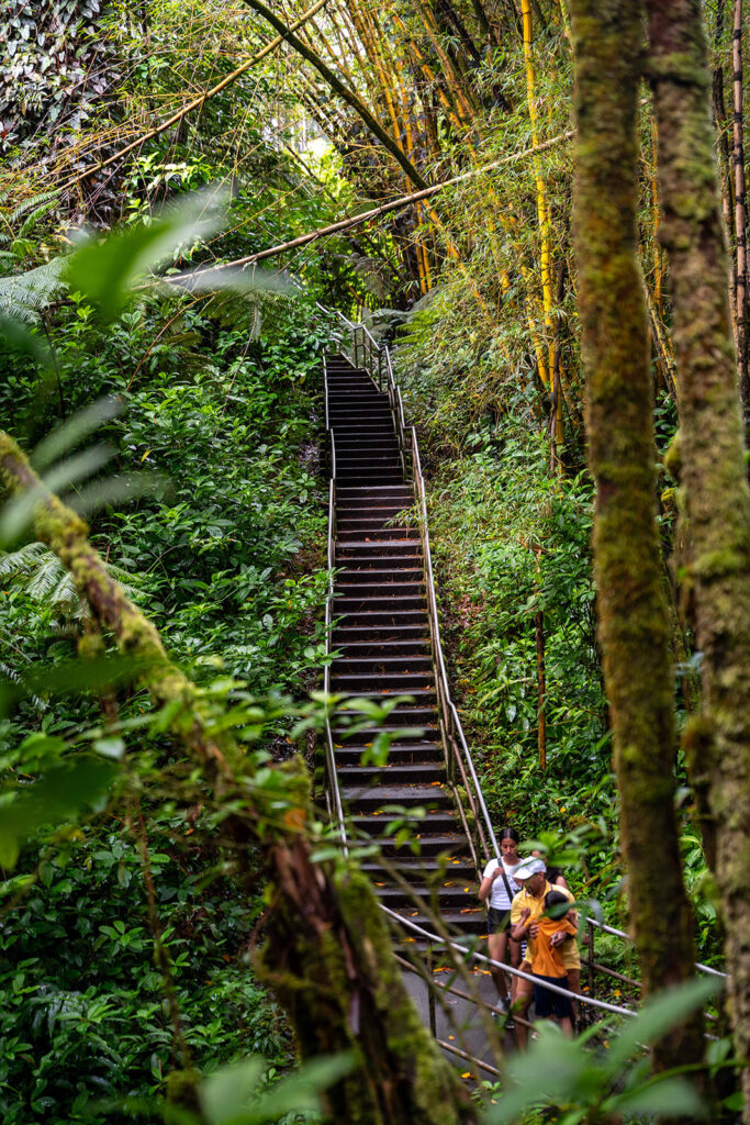 A long staircase with metal railings ascends through dense, lush green forest at Akaka Falls near Hilo, Hawaii. Three people stand at the bottom of the stairs, surrounded by tall trees and thick vegetation.