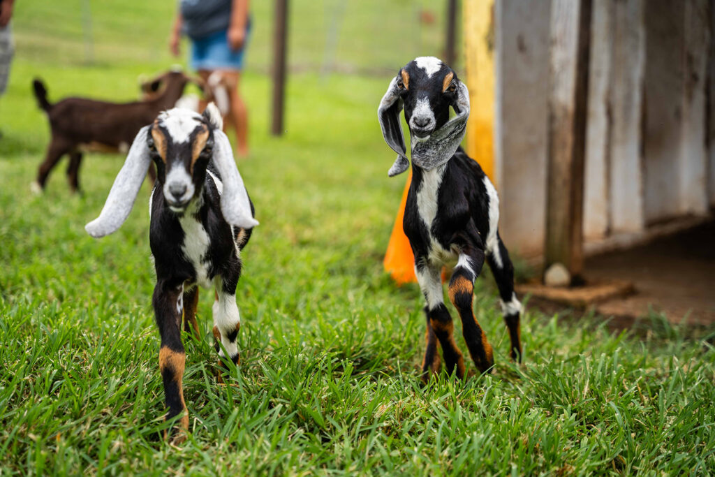 Two young black and white goats with floppy ears stand on green grass near a wooden shed at Honomu Goat Dairy Farm—one of the best easy half day trips for families with young kids on the Big Island. Another goat and a person are blurred in the background.