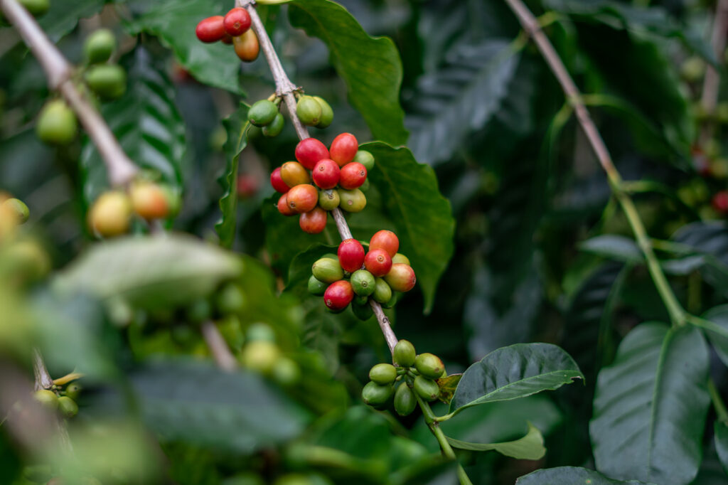 Close-up of ripe red and green Kona coffee cherries growing on a branch at Greenwell Coffee Farm on the Big Island of Hawaii.