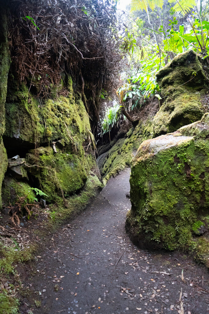 Moss-covered rocks and a narrow path winding through the rainforest along the Halema‘uma‘u Trail in Hawaii Volcanoes National Park.