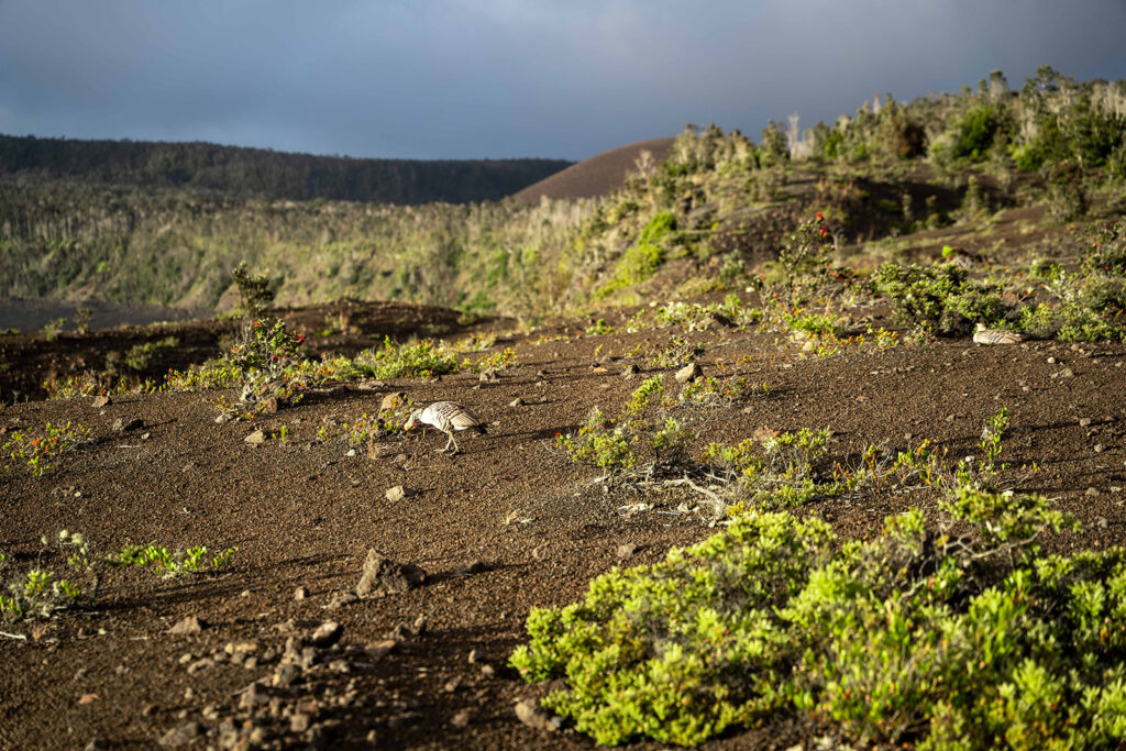 A Nēnē goose walking across the volcanic landscape at Hawaii Volcanoes National Park on the Big Island.