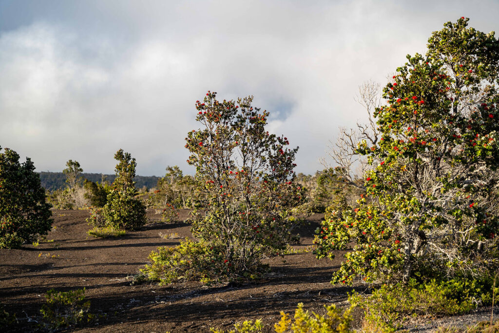 Volcanic landscape with sparse vegetation and several trees with green leaves and red flowers, under a partly cloudy sky. The dark, rocky soil hints at the unique terrain detailed in the Hawaii Volcanoes National Park guide.