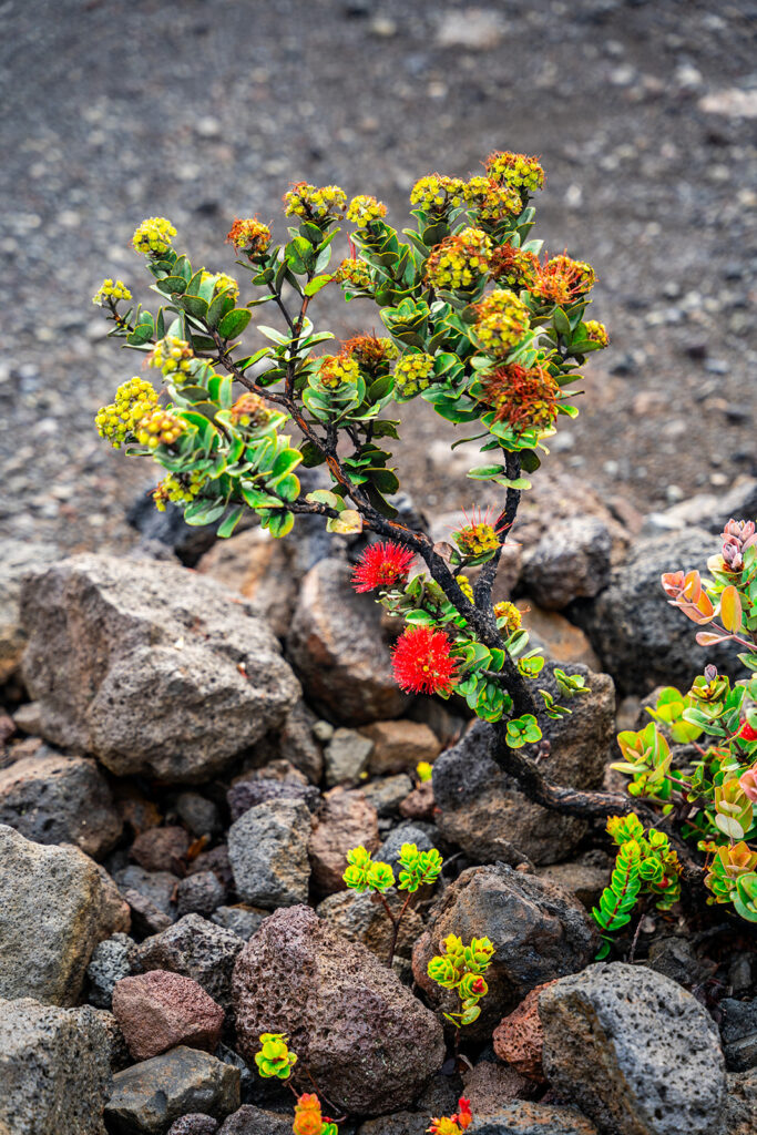 Ohia tree with lehua flowers grows among rough, gray volcanic rocks—a striking sight among the best things to do in Hawaii Volcanoes National Park.