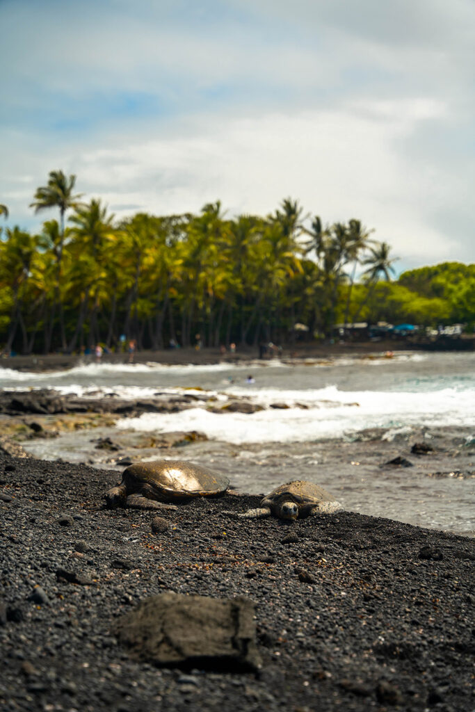 Hawaiian green sea turtles resting on the black sand at Punaluʻu Beach on the Big Island of Hawaii