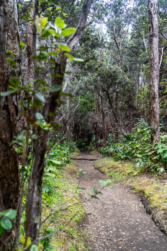 Lush rainforest trail leading through native trees and ferns along the Halema‘uma‘u Trail in Hawaii Volcanoes National Park.