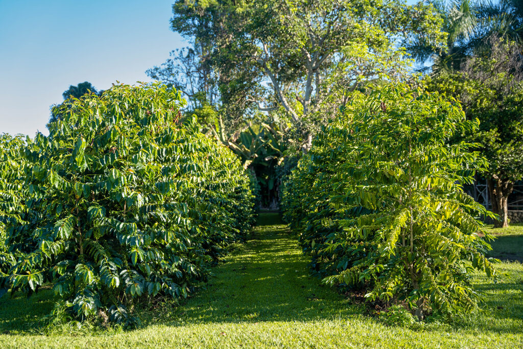 Rows of lush Kona coffee trees growing under bright morning light at Greenwell Coffee Farm on the Big Island of Hawaii.