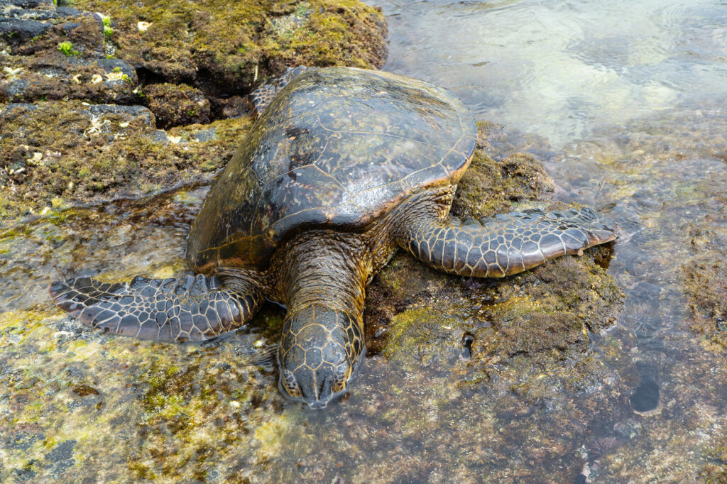 Hawaiian green sea turtle resting on lava rocks at Hōnaunau Bay on the Big Island of Hawaii