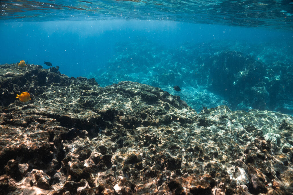 Underwater view of coral reef and tropical fish at Hōnaunau Bay on the Big Island of Hawaii