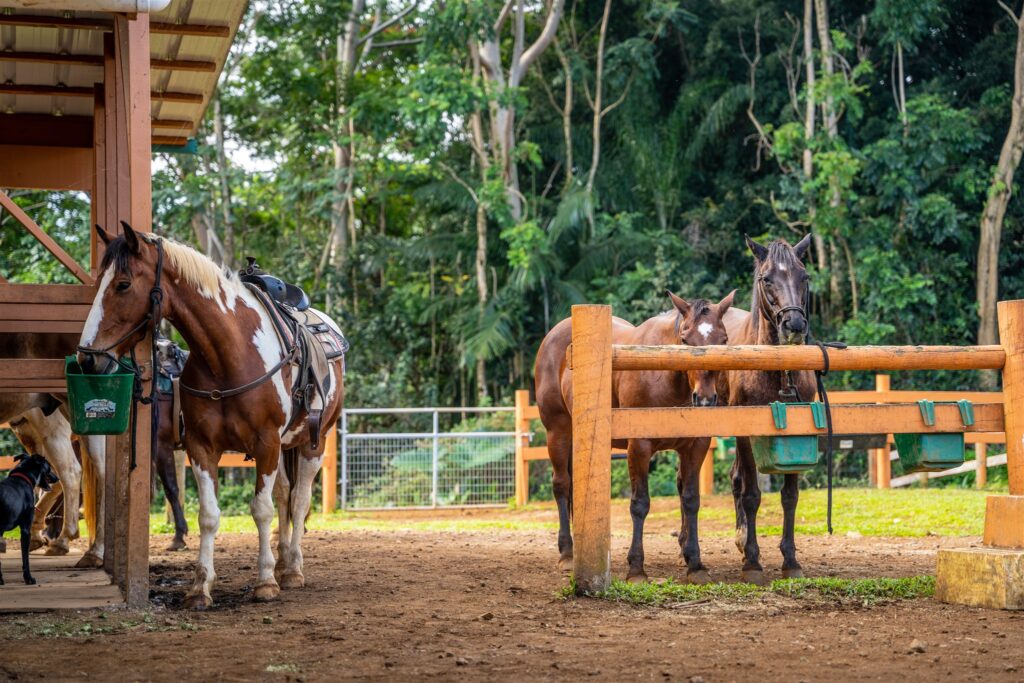 Three horses stand in a fenced area at a stable, perfect for a romantic Hawaii horseback proposal. One is tied near a shelter, while two others wait by a wooden trough. Trees and lush greenery fill the background.