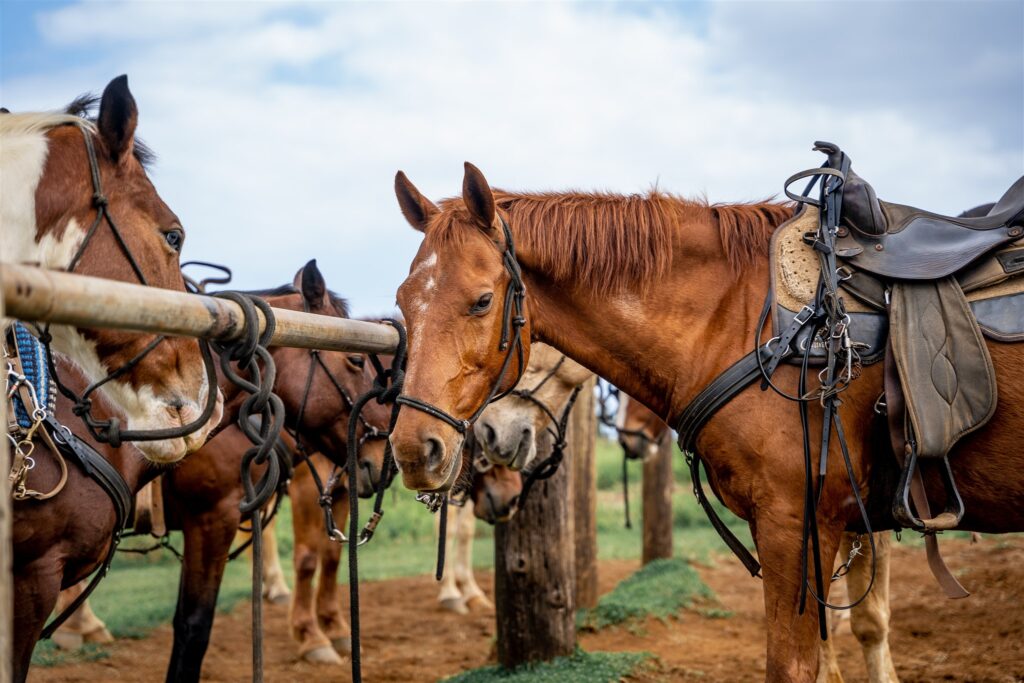 Several saddled horses stand tied to a wooden rail outdoors on a cloudy day, with grass and dirt on the ground. The calm horses await riders, making it a perfect setting for a romantic Hawaii horseback proposal.