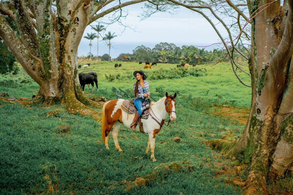 A person wearing a plaid shirt and hat sits on a brown and white horse under large trees in a grassy field with cows grazing nearby—a perfect, pastoral setting for a romantic Hawaii horseback proposal.