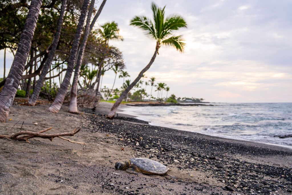 hawaiian green sea turtle pauoa bay fairmont orchid hotel big island