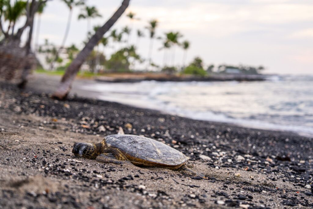 hawaiian green sea turtles at pauoa bay fairmont orchid big island hawaii
