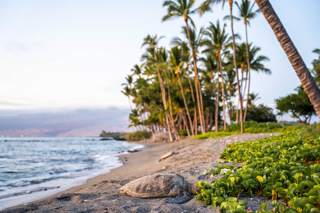 A sea turtle rests on a sandy beach near green plants, with tall palm trees and calm ocean waves in the background under a pastel sky&mdash;the perfect scene for a Fairmont Orchid proposal.