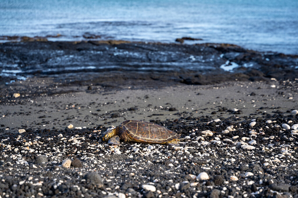 A sea turtle rests on a rocky, pebbled black sand beach near the shoreline, with calm blue ocean water in the background&mdash;a tranquil setting reminiscent of a Fairmont Orchid proposal.