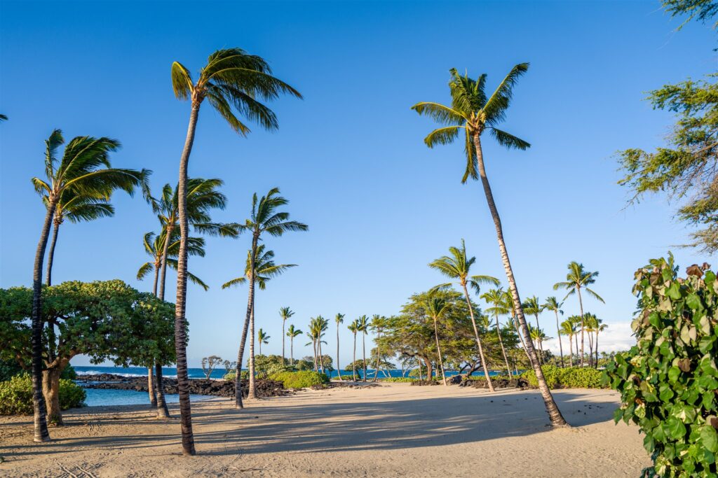 A sunny tropical beach with tall palm trees scattered across golden sand, lush green bushes, and clear blue sky. The ocean is visible in the background.