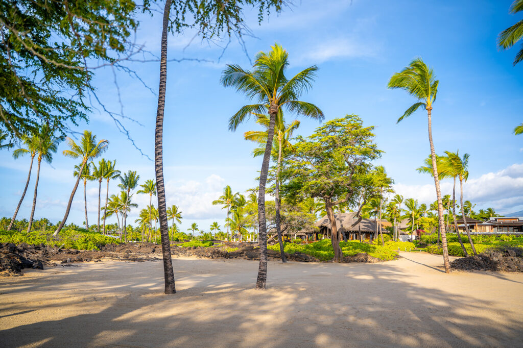 Sunny tropical beach scene with tall palm trees, lush green vegetation, and thatched-roof buildings in the background under a clear blue sky. The sandy ground is clean and inviting.