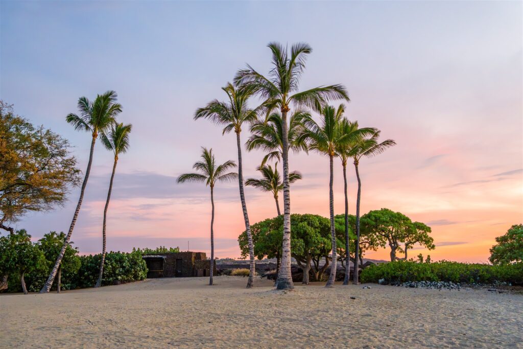 Tall palm trees stand on a sandy beach with green shrubs, under a pastel-colored sunset sky with soft clouds. The scene feels calm and tropical.