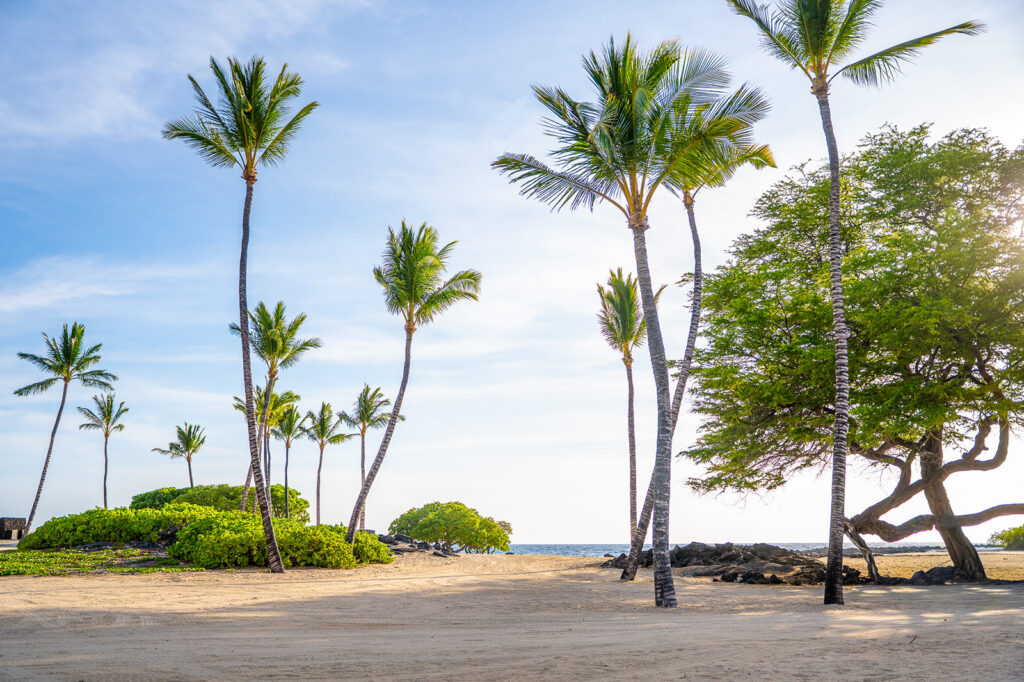 A sandy beach with tall palm trees and leafy shrubs under a blue sky. The ocean is visible in the distance, and sunlight filters through the trees, casting shadows on the sand.