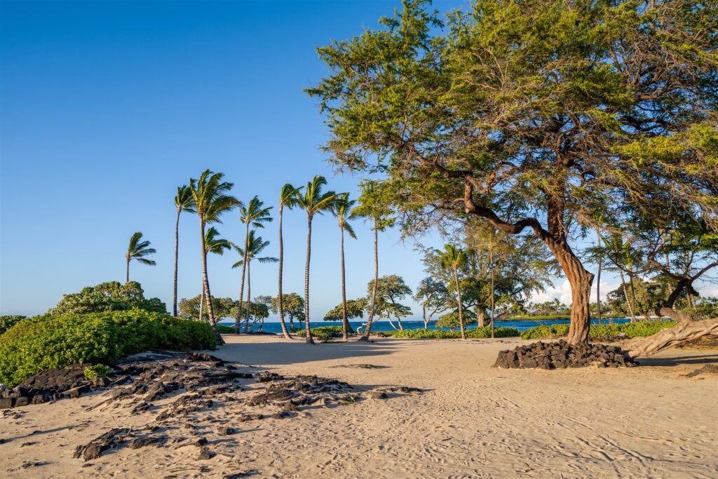A sandy beach with scattered black volcanic rocks, lush green trees, and tall palm trees under a clear blue sky. The ocean is visible in the background.