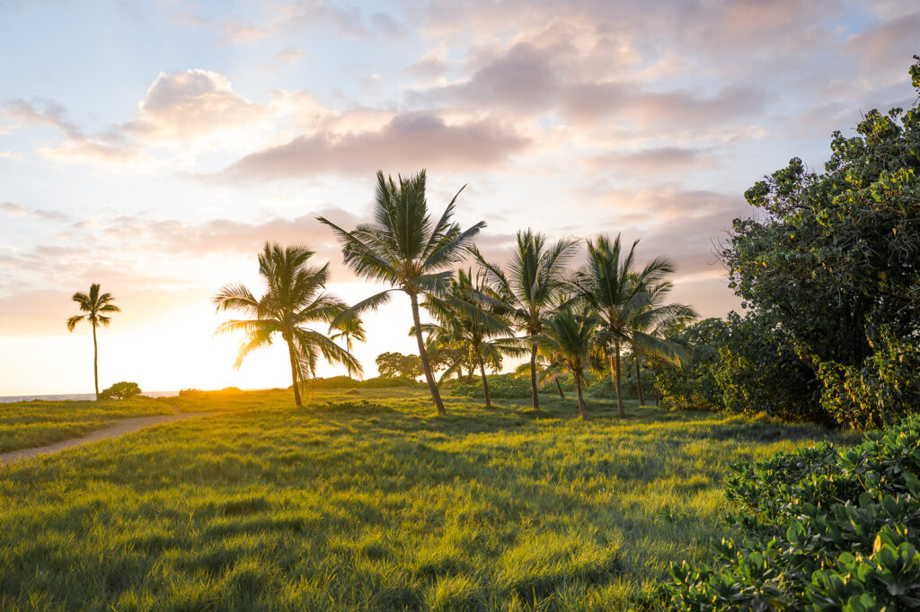 A grassy field with several palm trees at sunset, light streaming through the trees, casting long shadows. The sky is partly cloudy with soft pastel colors, and lush green foliage is visible on the right side.