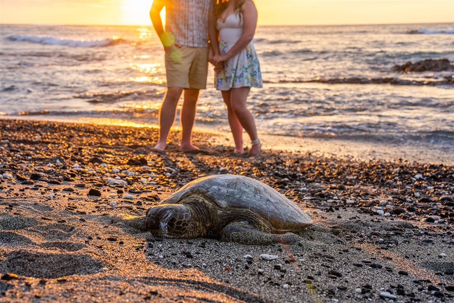 hawaii engagement photos with a turtle
